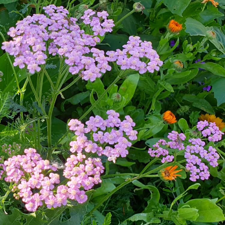 plant image 1383861 plant image 1383861