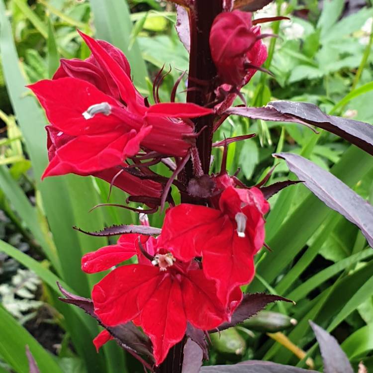plant image 1385754 plant image 1385754