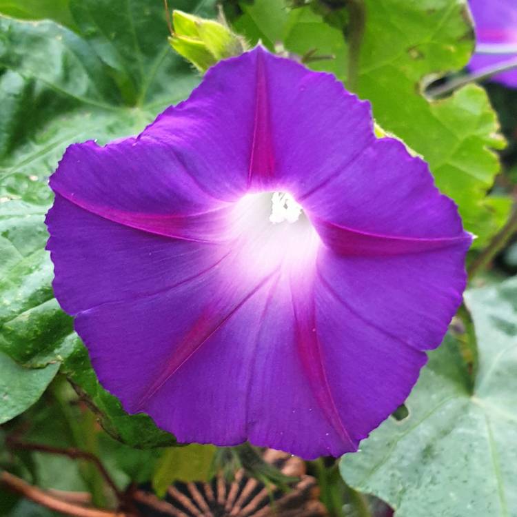plant image 1387503 plant image 1387503
