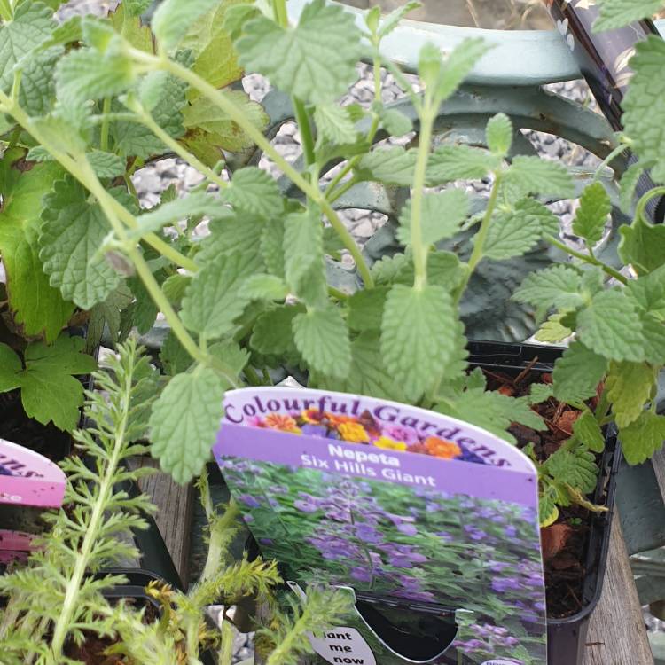 Plant image Nepeta 'Six Hills Giant'