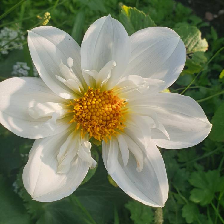 plant image 1391869