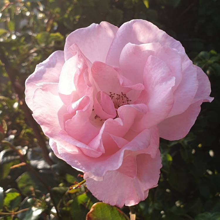 plant image 1392361