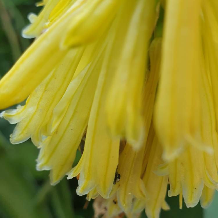 plant image 1392933