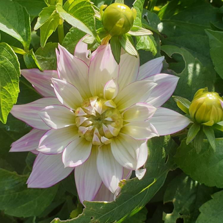 plant image 1396973