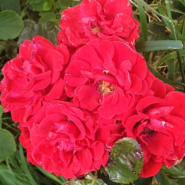 plant image 1396979