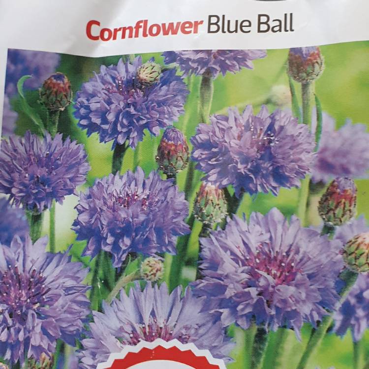 Plant image Centaurea cyanus 'Blue Ball'