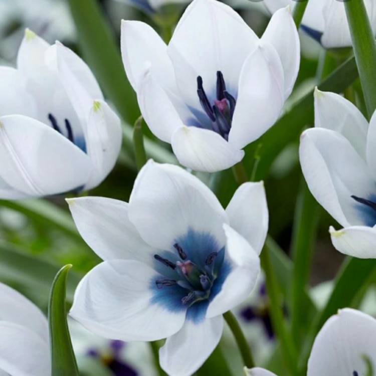 plant image 1397716 plant image 1397716