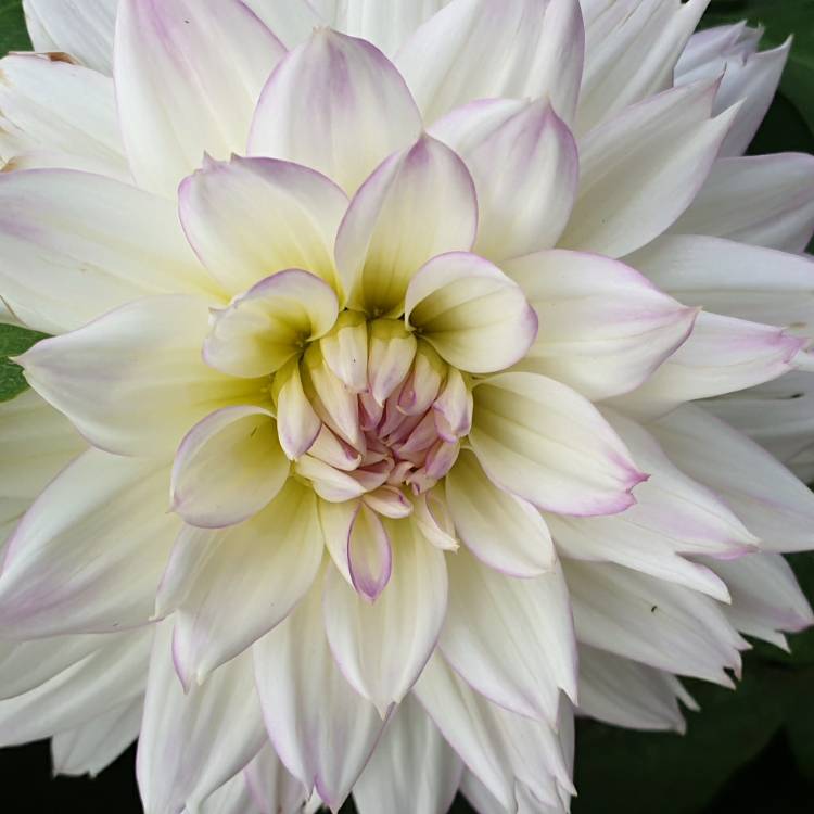Plant image Dahlia 'Crazy Love'