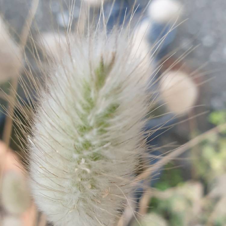 plant image 1406660 plant image 1406660