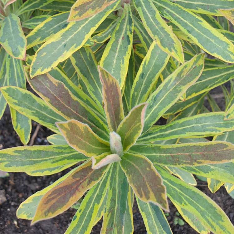 plant image 1410269 plant image 1410269