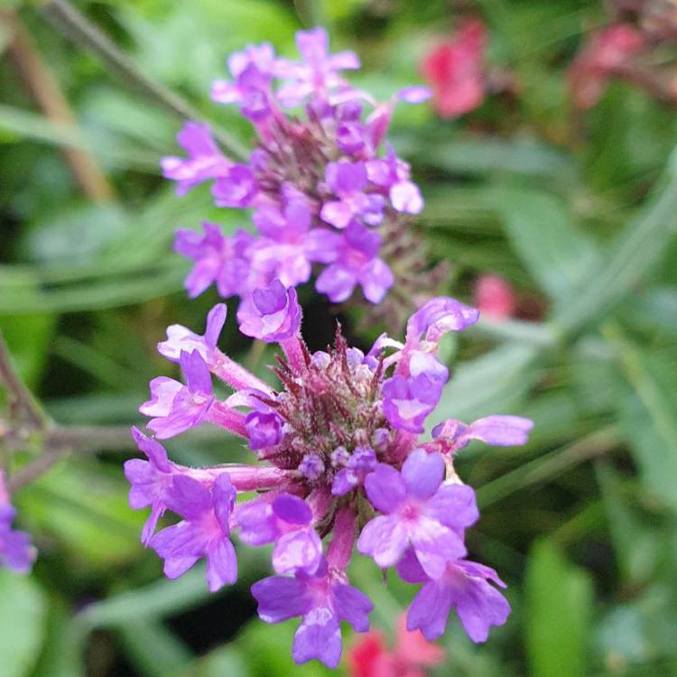 Plant image Glandularia 'Homestead Purple' syn. Verbena 'Homestead Purple'