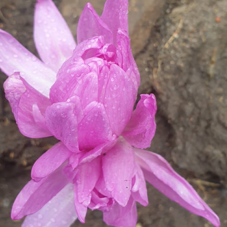 Plant image Colchicum 'Waterlily'