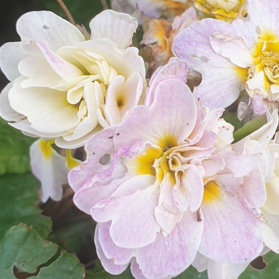 plant image 1412251
