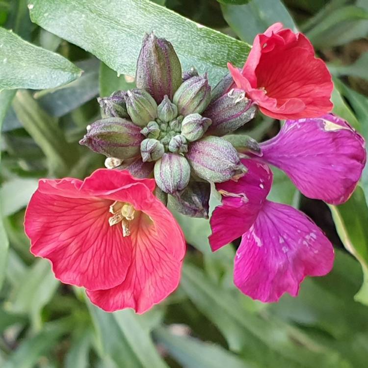 plant image 1421356