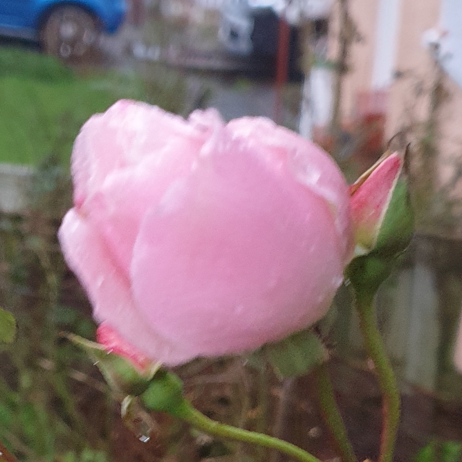 plant image 1422390