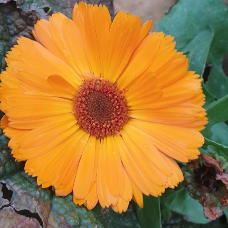 plant image 1422833 plant image 1422833