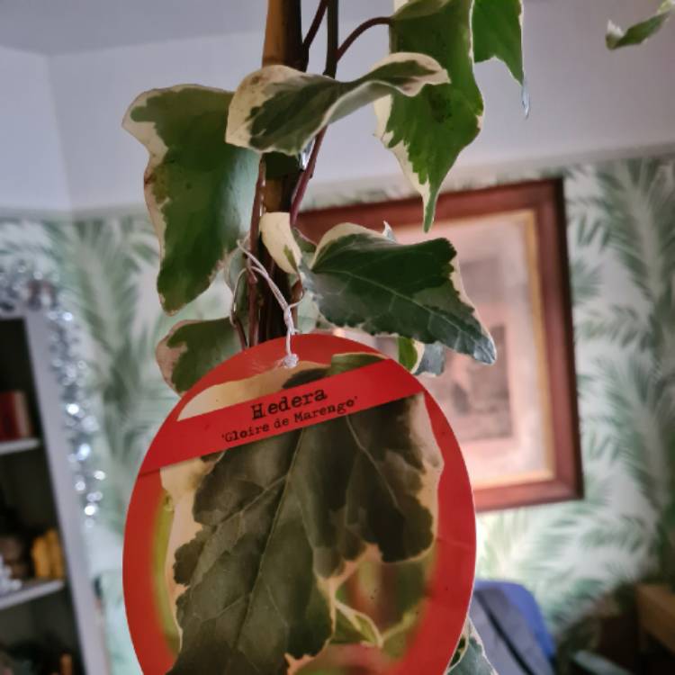 Plant image Hedera Algeriensis 'Gloire de Marengo'