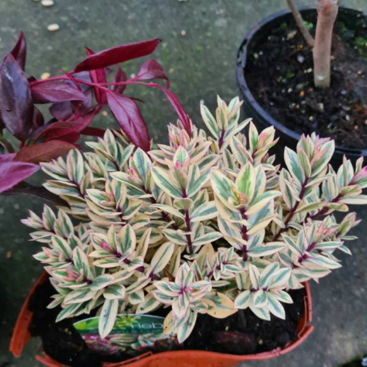 plant image 1425118 plant image 1425118