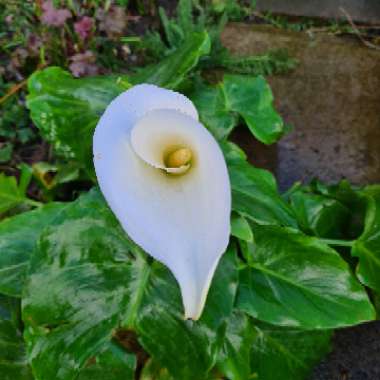 Zantedeschia aethiopica