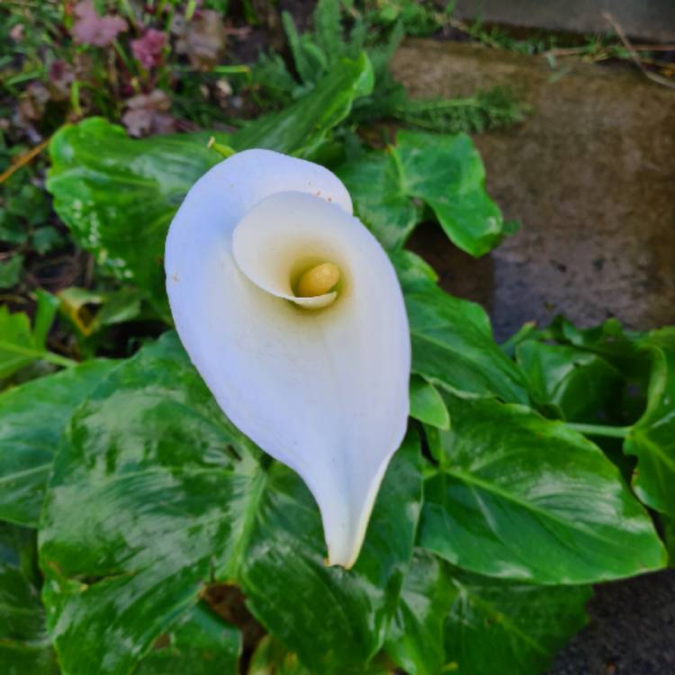plant image 1426689 plant image 1426689