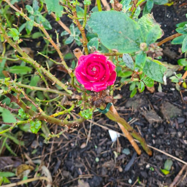 plant image 1426690