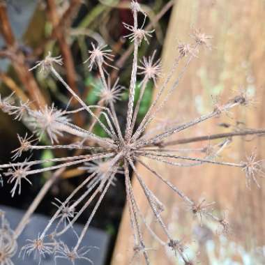 Angelica Sylvestris 'Vicar's Mead'