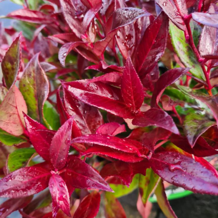 plant image 1426823 plant image 1426823
