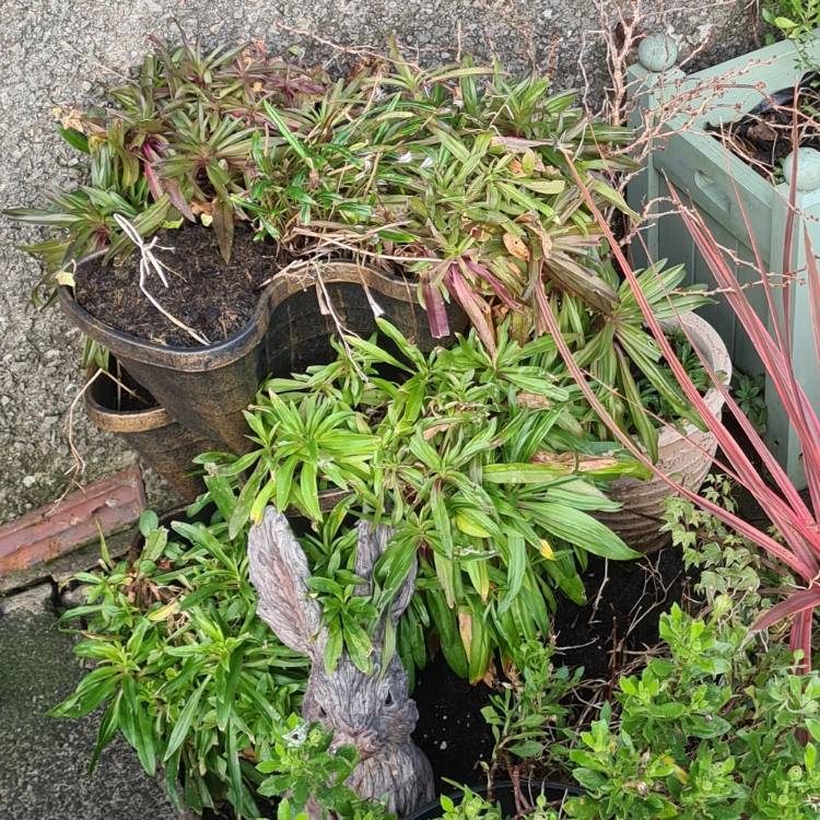 plant image 1427248 plant image 1427248