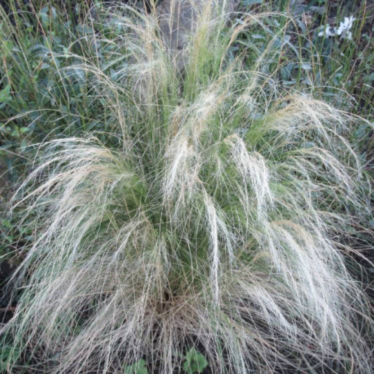 Plant image Nassella tenuissima syn. Stipa tenuissima