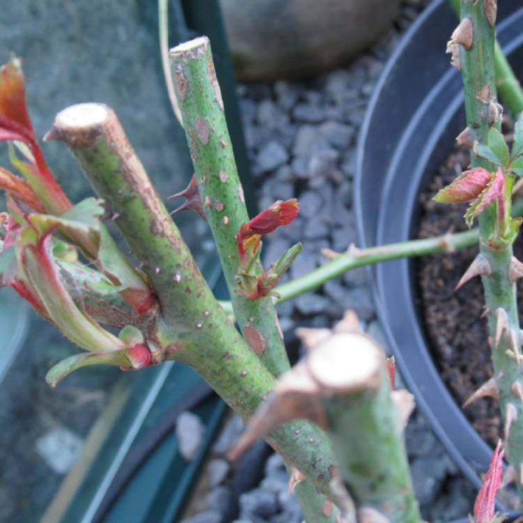 Plant image Rosa 'Horjasper' syn. Rosa 'Rambling Rosie'