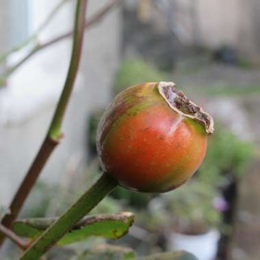 Rosa