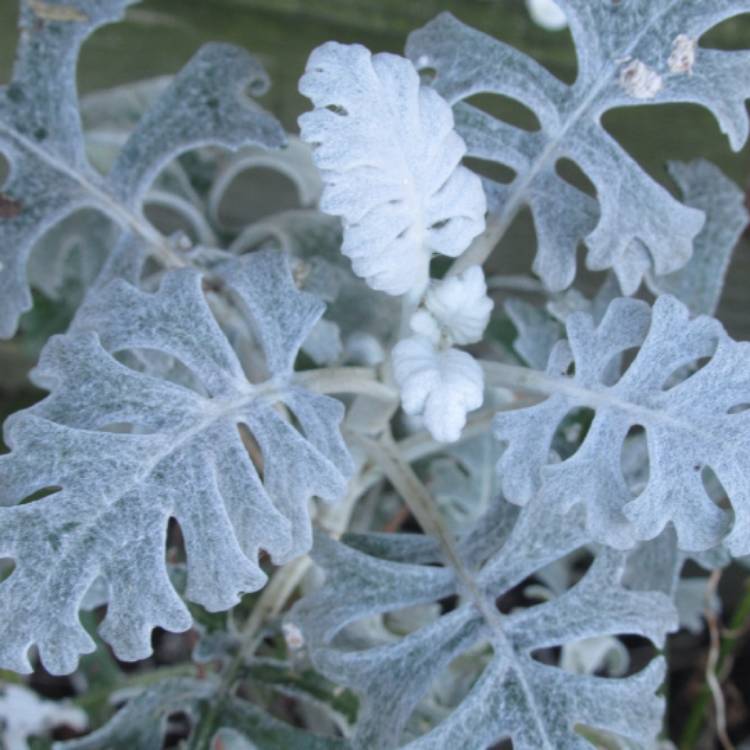 plant image 1430587