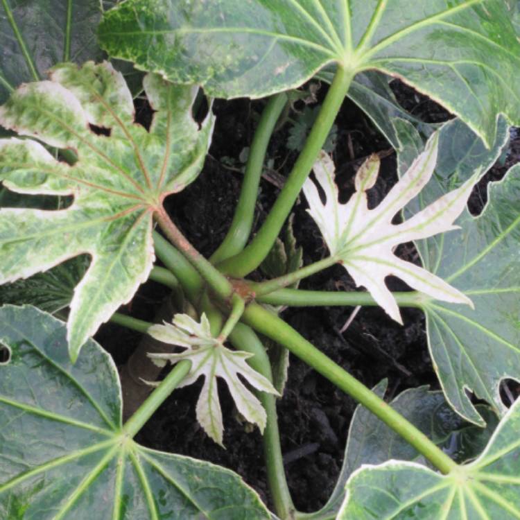 plant image 1431561