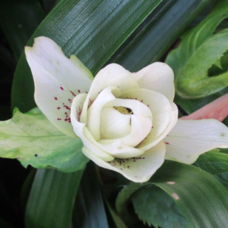 plant image 1436532 plant image 1436532