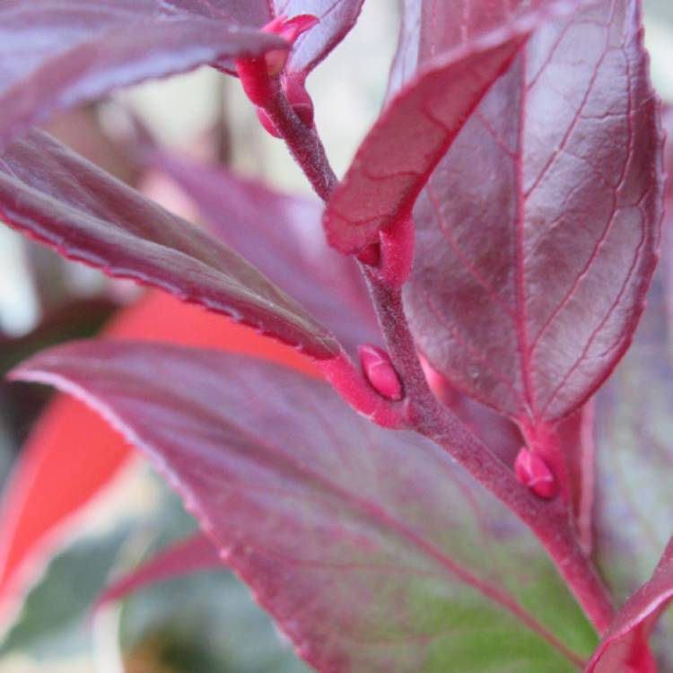 plant image 1437298 plant image 1437298