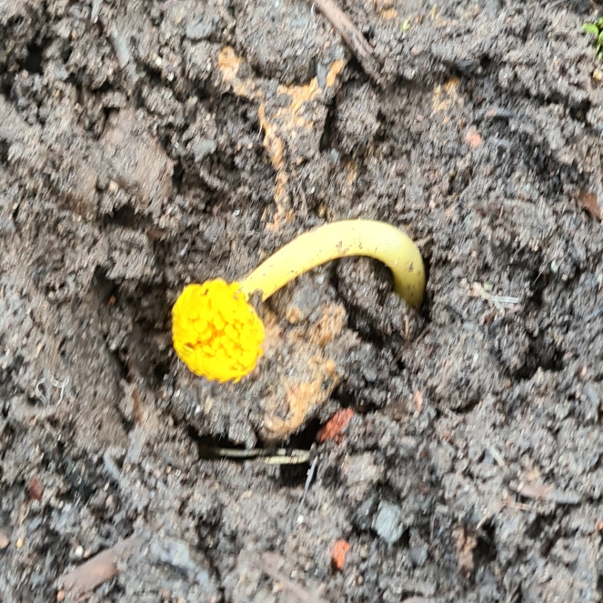 plant image 1438537