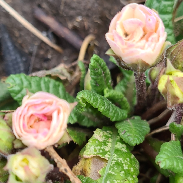 plant image 1438539