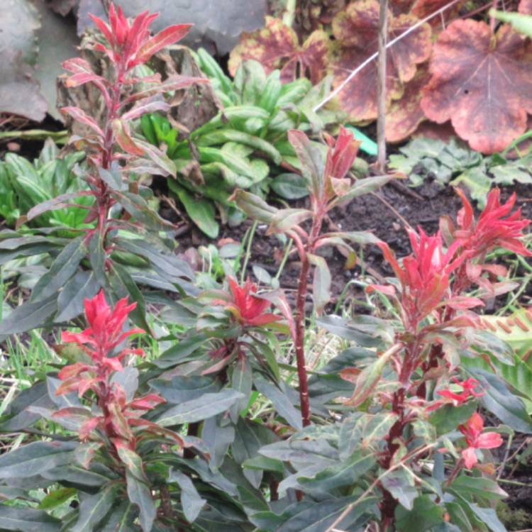 plant image 1438543