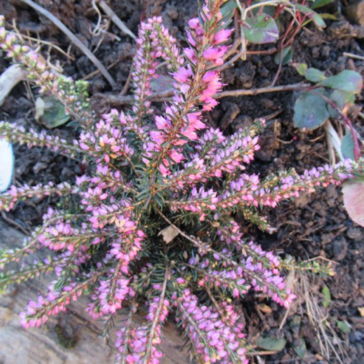 Plant image Erica carnea
