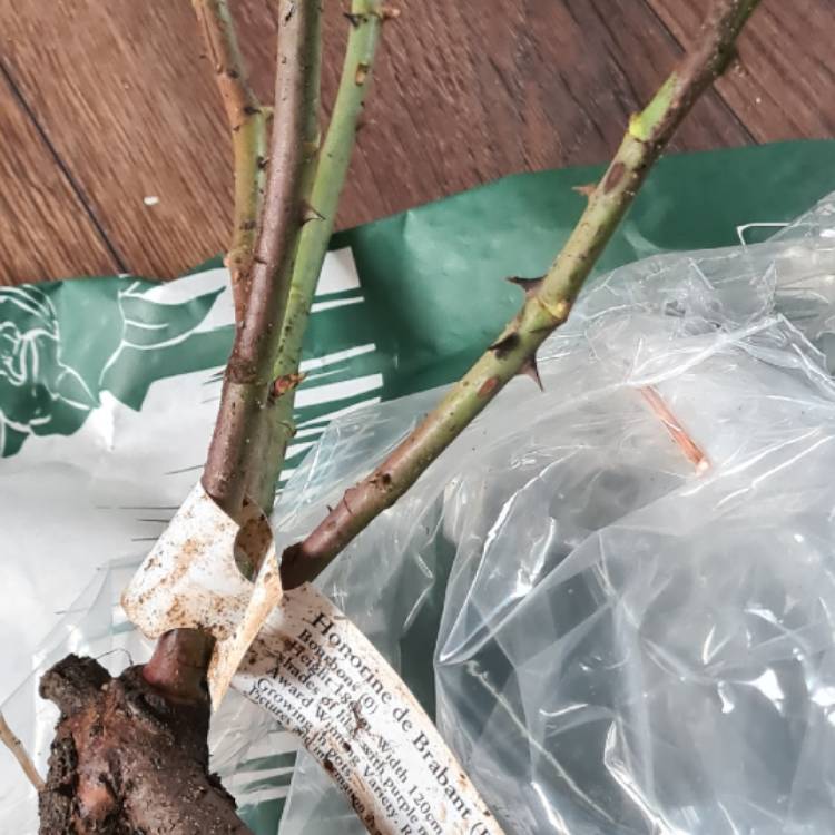 plant image 1440650