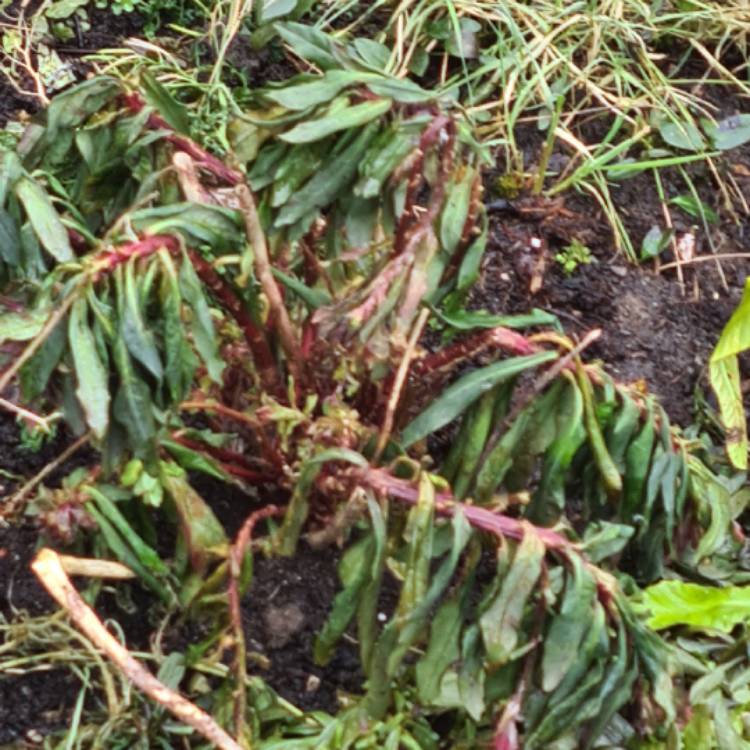 plant image 1440697