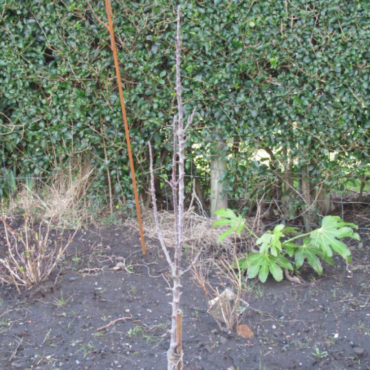Plant image Malus 'Laura'
