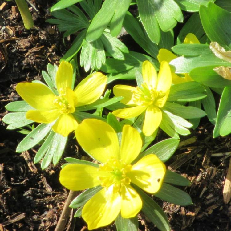 plant image 1449437