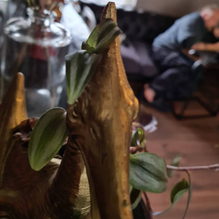 plant image 1450056