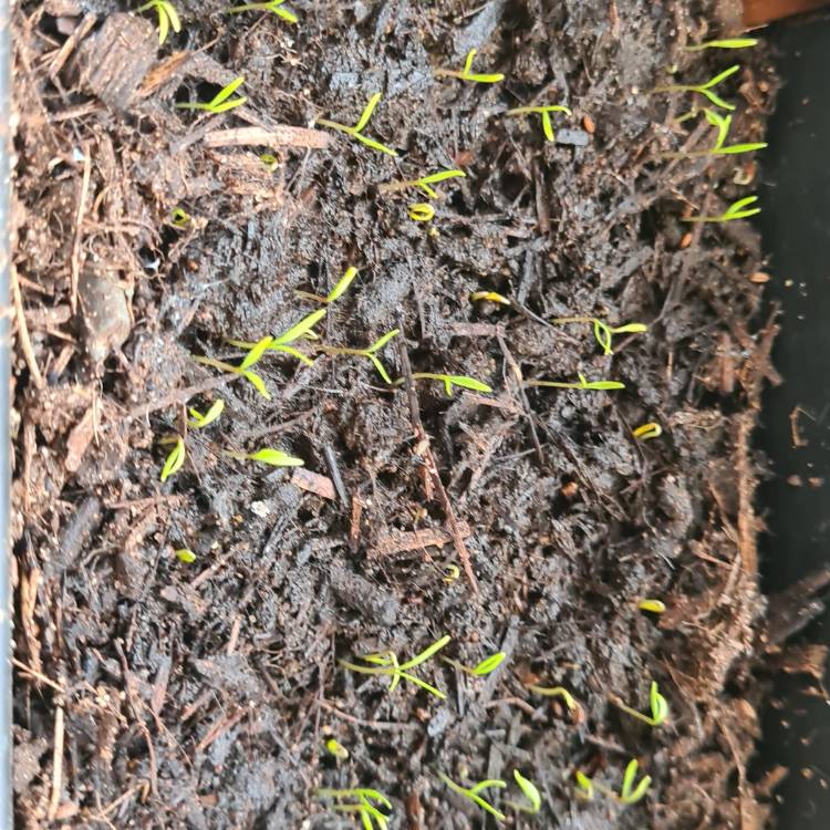plant image 1451402