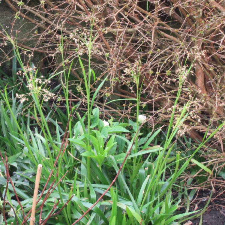plant image 1452561