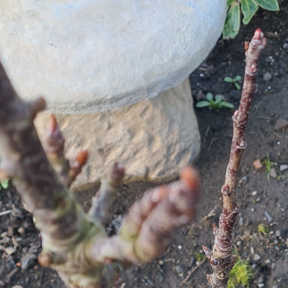 plant image 1452760