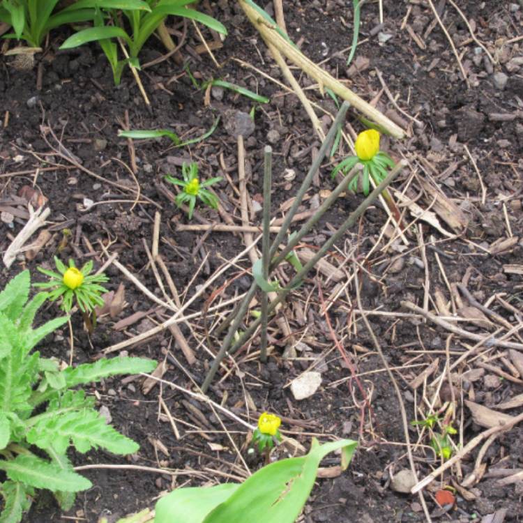 plant image 1453518