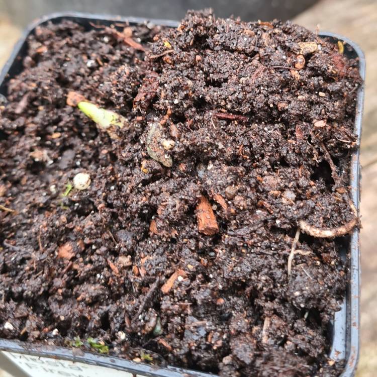 plant image 1454575