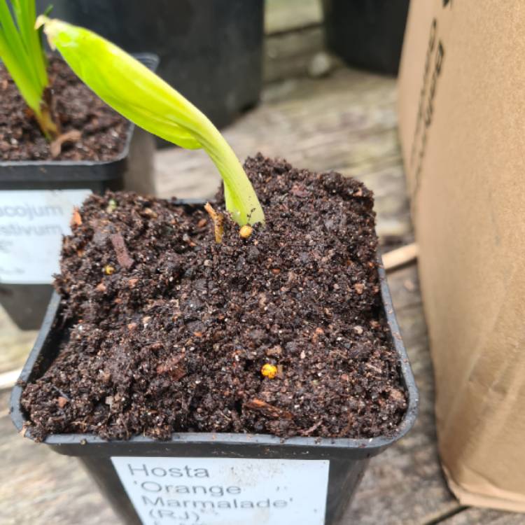 plant image 1454577